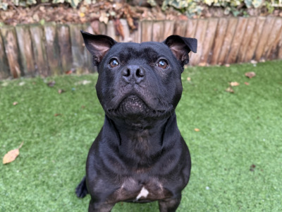 Loving, Loyal male Staffordshire Bull Terrier adult dog in Dublin