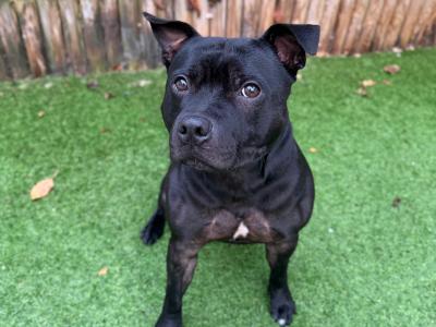 Loving, Loyal male Staffordshire Bull Terrier adult dog in Dublin