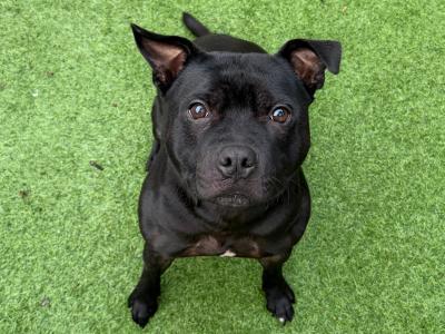 Loving, Loyal male Staffordshire Bull Terrier adult dog in Dublin