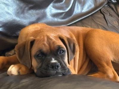 Stunning traditional male Boxer puppy in Kilkenny. Fully vaccinated and IKC Registered