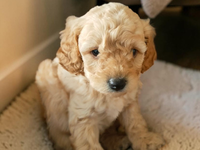 Poochon puppies in Galway