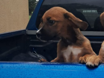 Male Boxer x Border Collie in Offaly is still available 7/10