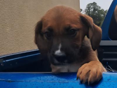 Male Boxer x Border Collie in Offaly is still available 7/10