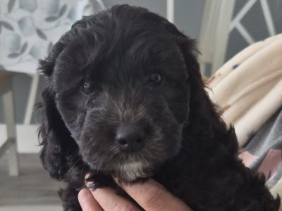 F1b Cockapoo puppies in Kerry