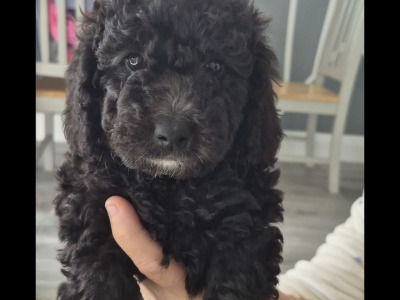 F1b Cockapoo puppies in Kerry