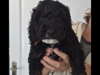 F1b Cockapoo puppies in Kerry