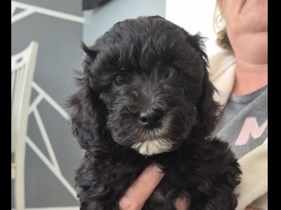 F1b Cockapoo puppies in Kerry