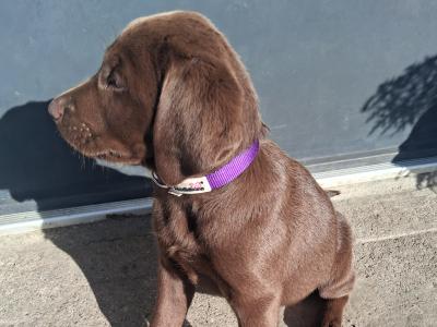 Chocolate Labrador puppies for sale in Clare