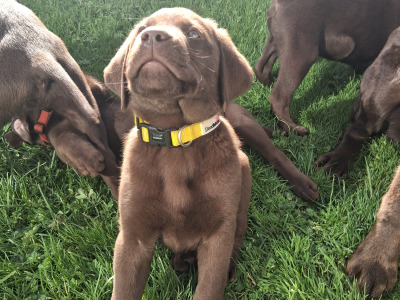 Chocolate Labrador puppies for sale in Clare