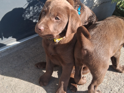 Chocolate Labrador puppies for sale in Clare