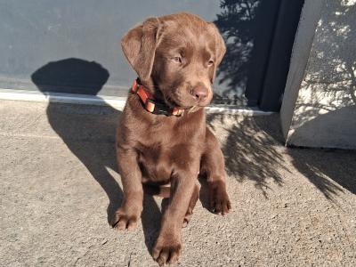 Chocolate Labrador puppies for sale in Clare