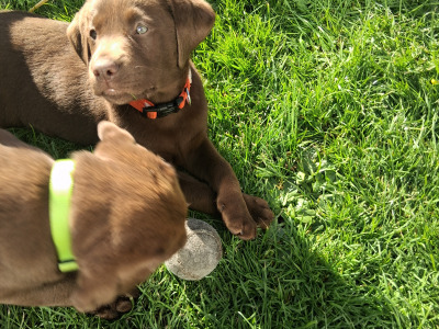 Chocolate Labrador puppies for sale in Clare