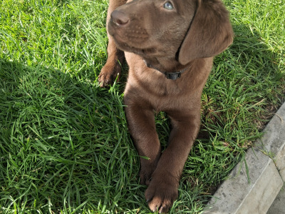 Chocolate Labrador puppies for sale in Clare