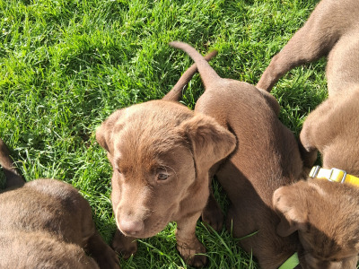 Chocolate Labrador puppies for sale in Clare