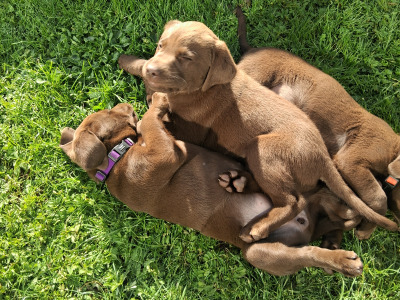 Chocolate Labrador puppies for sale in Clare