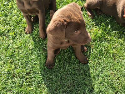 Chocolate Labrador puppies for sale in Clare