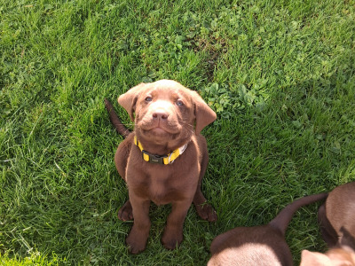 Chocolate Labrador puppies for sale in Clare