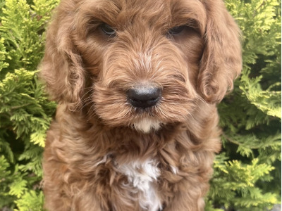 Miniature Golden Doodle puppies