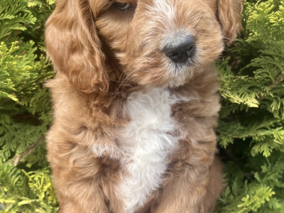 Miniature Golden Doodle puppies