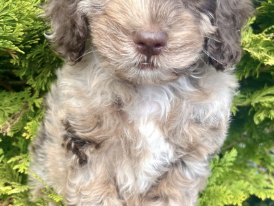 Miniature Golden Doodle puppies