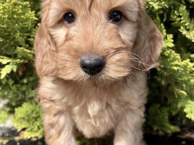 Miniature Golden Doodle puppies