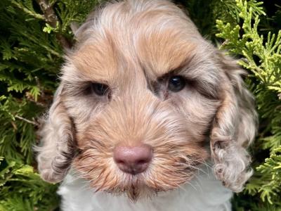 Miniature Golden Doodle puppies