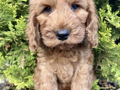 Miniature Golden Doodle puppies