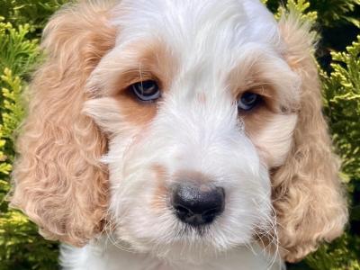 Miniature Golden Doodle puppies