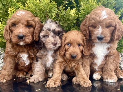Miniature Golden Doodle puppies