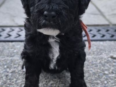 F1b Cockapoo puppies in Kerry