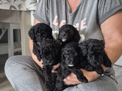 F1b Cockapoo puppies in Kerry