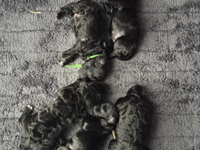 F1b Cockapoo puppies in Kerry
