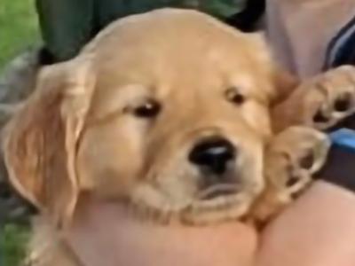 Fabulous purebred Golden Retriever puppies in Tipperary