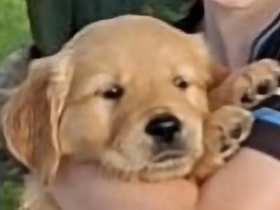 Fabulous purebred Golden Retriever puppies in Tipperary