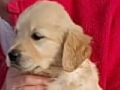 Fabulous purebred Golden Retriever puppies in Tipperary