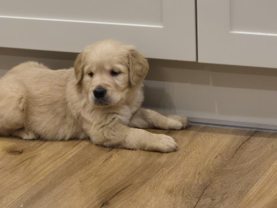 Fabulous purebred Golden Retriever puppies in Tipperary