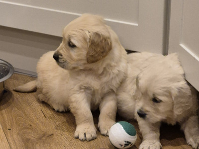 Fabulous purebred Golden Retriever puppies in Tipperary
