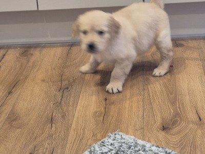 Fabulous purebred Golden Retriever puppies in Tipperary