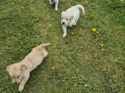 Fabulous purebred Golden Retriever puppies in Tipperary