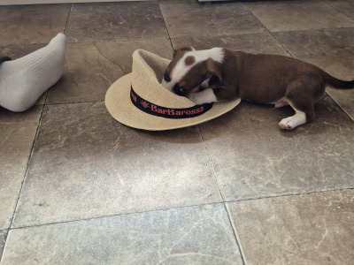 Jack Russell puppies in Waterford-last little boy left!