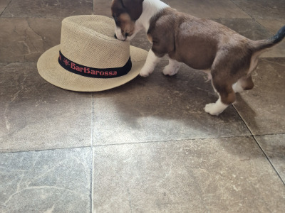 Jack Russell puppies in Waterford-last little boy left!