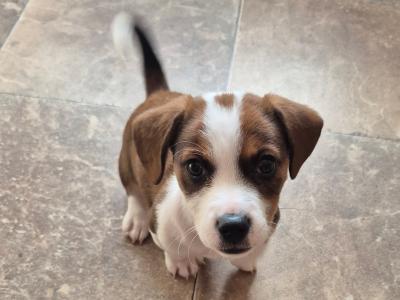 Jack Russell puppies in Waterford-last little boy left!