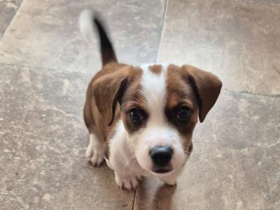 Jack Russell puppies in Waterford-last little boy left!