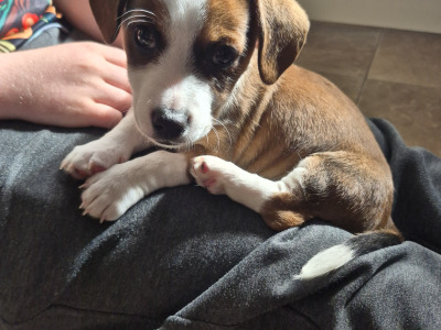 Jack Russell puppies in Waterford-last little boy left!