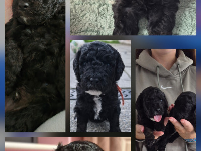 F1b Cockapoo puppies in Kerry