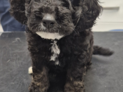F1b Cockapoo puppies in Kerry