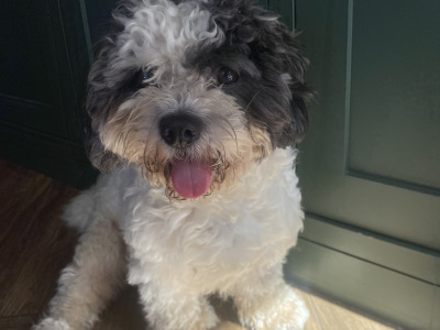 Shih Tzu/Bichon Frise