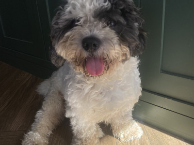 Shih Tzu/Bichon Frise