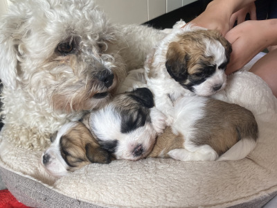 Shih Tzu/Bichon Frise