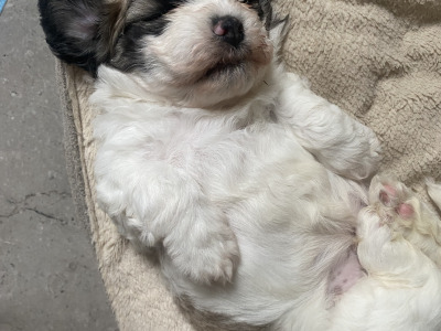 Shih Tzu/Bichon Frise
